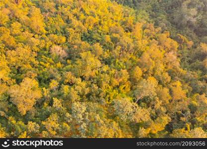 Aerial top view of lush green trees from above in tropical forest in national park and mountain or hill in summer season. Natural landscape. Pattern texture background.