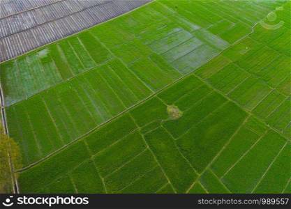 Aerial top view of Paddy rice, agricultural fields in countryside or rural area of Bali, mountain hills valley at sunset on summer in South East Asia, Indonesia. Nature landscape background.