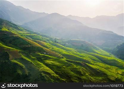 Aerial top view of paddy rice terraces, green agricultural fields in countryside or rural area of Mu Cang Chai, Yen Bai, mountain hills valley at sunset in Asia, Vietnam. Nature landscape background.