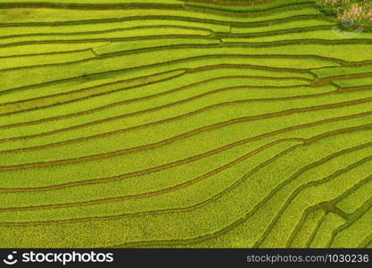 Aerial top view of paddy rice terraces, green agricultural fields in countryside or rural area of Mu Cang Chai, Yen Bai, mountain hills valley at sunset in Asia, Vietnam. Nature landscape background.