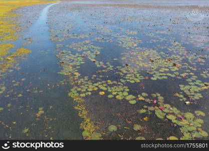 Aerial top view of pink lotus flowers in pond, sea or lake in national park in Thale Noi, Songkhla, Thailand.