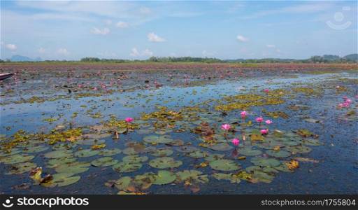 Aerial top view of pink lotus flowers in pond, sea or lake in national park in Thale Noi, Songkhla, Thailand.