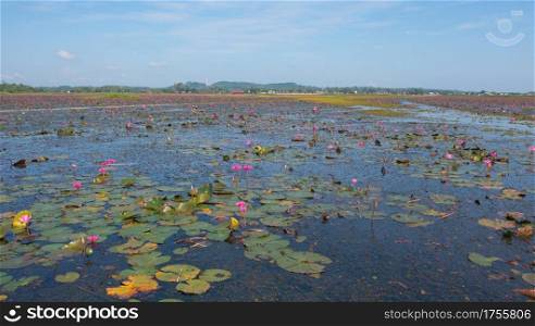 Aerial top view of pink lotus flowers in pond, sea or lake in national park in Thale Noi, Songkhla, Thailand.