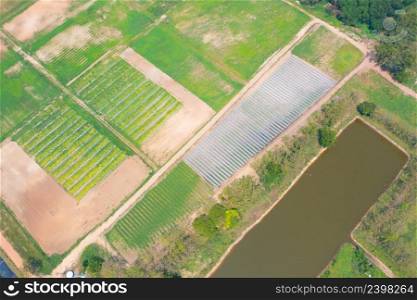 Aerial top view of roof of garden plant industry farm in agriculture concept with paddy rice field. Hydroponic natural food. Crops. Nature landscape background.