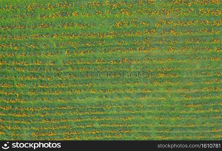 Aerial top view of tree Marigold or yellow flowers in national garden park and mountain hills. Nature landscape in travel trip and vacation. Thung Bua Tong
