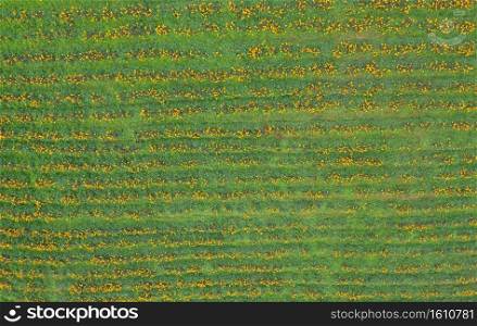 Aerial top view of tree Marigold or yellow flowers in national garden park and mountain hills. Nature landscape in travel trip and vacation. Thung Bua Tong