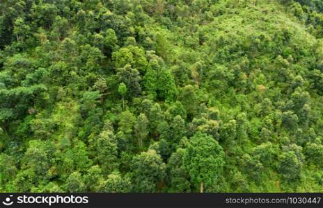 Aerial top view of trees in tropical forest in national park and mountain or hill in summer season in Vietnam. Natural landscape background.