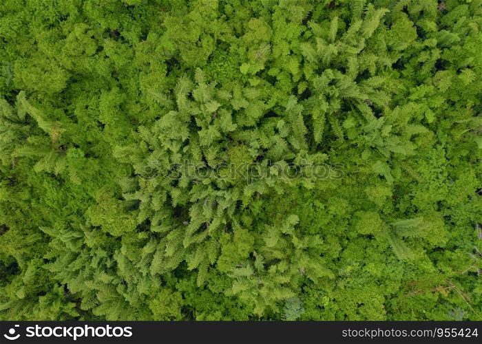 Aerial top view of trees in tropical forest in national park and mountain or hill in summer season in Kanchanaburi district, Thailand. Natural landscape background.