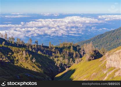 Aerial top view of trees in tropical forest in national park and mountain or hill in summer season in Indonesia at noon. Natural landscape background.