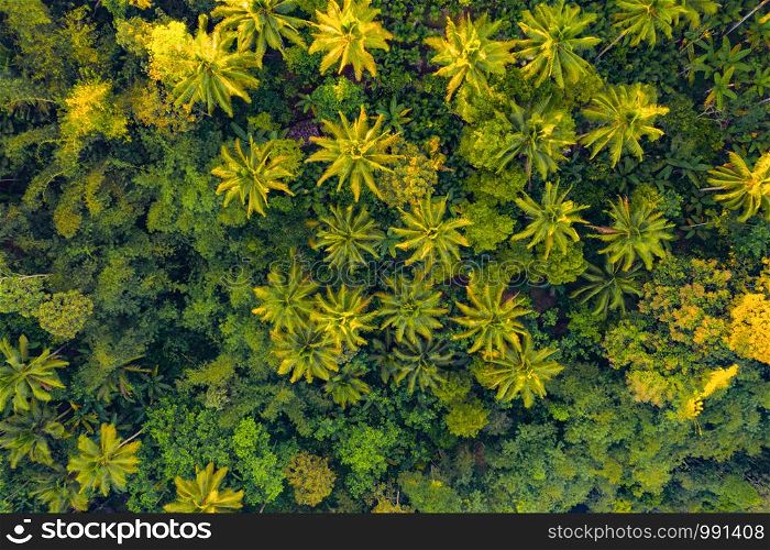 Aerial top view of trees in tropical forest in national park and mountain or hill in summer season in Indonesia. Natural landscape background.