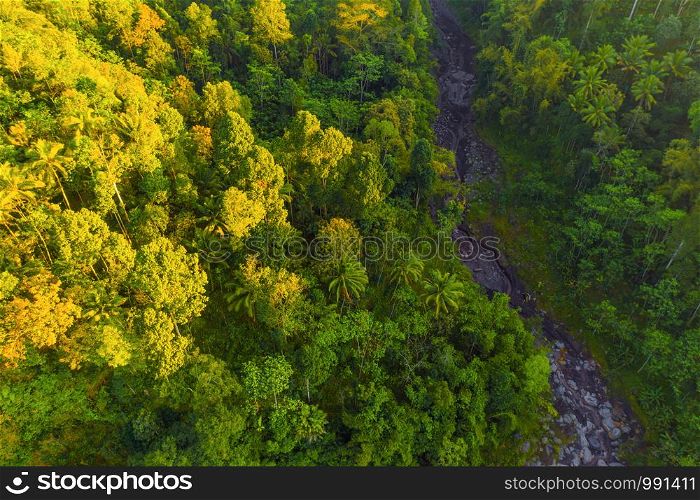 Aerial top view of trees in tropical forest in national park and mountain or hill in summer season in Indonesia. Natural landscape background.