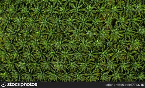 Aerial top view on plantation of palm trees texture background.