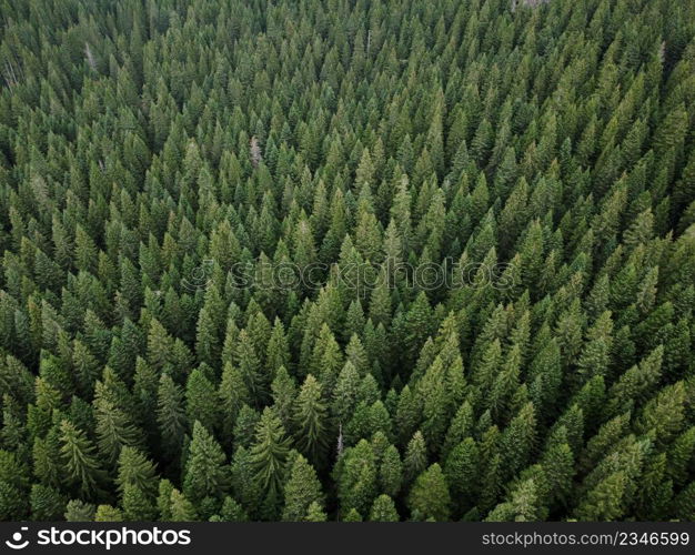 Aerial top view pine forest. Texture of coniferous forest view from above. Green background nature. Picture taken using drone.. Aerial top view pine forest. Texture of coniferous forest view from above. Green background nature. Picture taken using drone