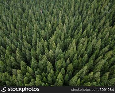 Aerial top view pine forest. Texture of coniferous forest view from above. Green background nature. Picture taken using drone.. Aerial top view pine forest. Texture of coniferous forest view from above. Green background nature. Picture taken using drone