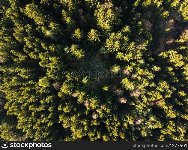 aerial veiw of green alpine forest. drone shot. aerial veiw of green alpine forest.