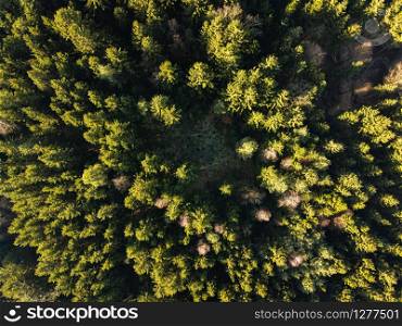 aerial veiw of green alpine forest. drone shot. aerial veiw of green alpine forest.