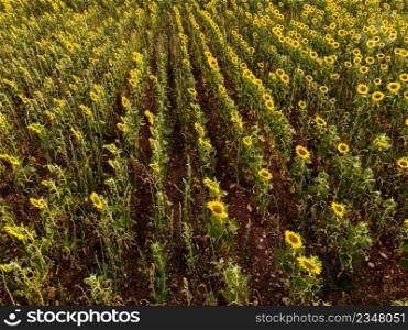 Aerial view. Agricu<ural field with blooming yellow sunflowers by∑mertime. Provence in France.. Field of blooming sunflowers, Provence France. Aerial view
