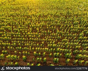 Aerial view. Agricultural field with blooming yellow sunflowers by summertime. Provence in France.. Field of blooming sunflowers, Provence France. Aerial view