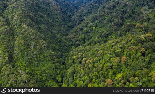 Aerial view asian tropical rainforest, forest tree texture and background.