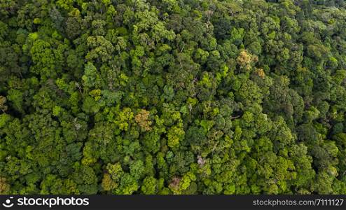 Aerial view asian tropical rainforest, forest tree texture and background.