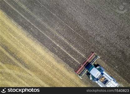 Aerial view drone of harvesting field with combine mows wheat. Harvesting in the fields. Top view