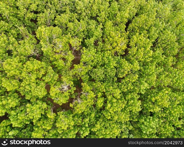 Aerial view forest tree environment forest nature background, Texture of green tree top view forest from above, Rubber plantations with rubber tree agriculture