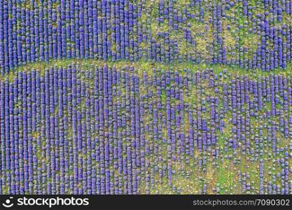 Aerial view from a drone to a lavender field.Horizontal view.