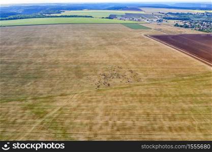 Aerial view from drone at country fields with livestock grazing after harvest.