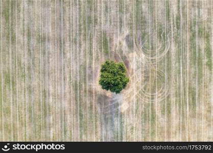 aerial view from drone of a lonely tree in the agricultural field after harvest. Top view