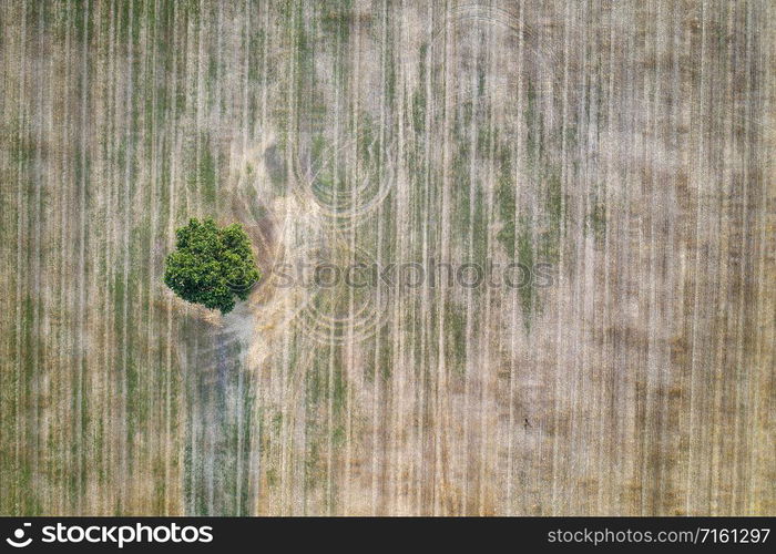 aerial view from drone of a lonely tree in the agricultural field after harvest