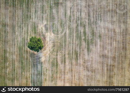 aerial view from drone of a lonely tree in the agricultural field after harvest