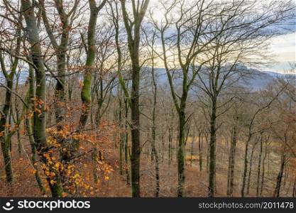 Aerial view from Hill with autumn woodscape near Brilon in German Sauerland. Aerial view from Hill with autumn woodscape in German Sauerland