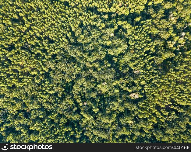 Aerial view from the drone of deciduous green forest in summer, time. Natural background as a layout for your ideas.. Beautiful natural green background from trees in the sunny afternoon. Aerial view of the drone as a layout