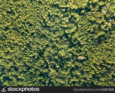 Aerial view from the drone of deciduous green forest in summer, time. Natural background as a layout for your ideas.. Beautiful natural green background from trees in the sunny afternoon. Aerial view of the drone as a layout