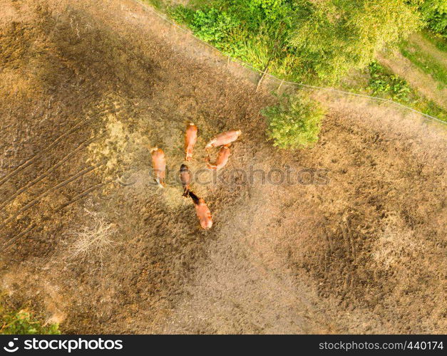 Aerial view from the drone of farm horses grazing and walking on a summer day. Farmland with a small group of horses grazing on a summer day. Aerial view from the drone