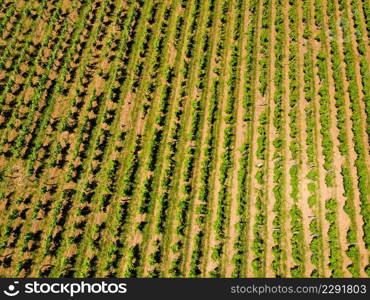 Aerial view. Green vineyards. Jura wine region, France.. Aerial view. Green vineyards in France