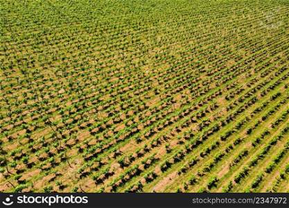 Aerial view. Green vineyards. Jura wine region, France.. Aerial view. Green vineyards in France