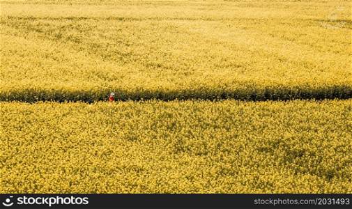 Aerial view landscape of a girl in red shirt walking on the country road through mustard flowers fields in full bloom. Rural scene in springtime in South China. Focus on flowers.