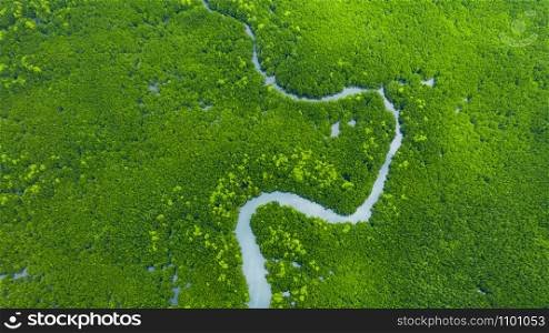 Aerial view mangrove jungles in Thailand, River in tropical mangrove green tree forest top view, trees, river. Mangrove landscape.