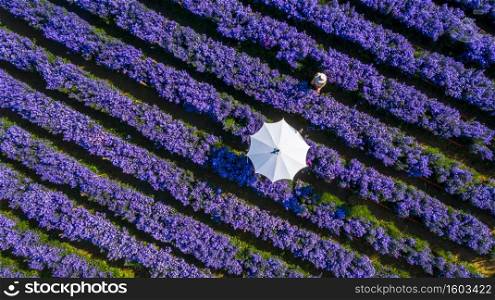 Aerial view margaret flower field with umbrella form above, Rows of Margaret or Marguerite flower, Aerial view beautiful pattern of marguerite flower bulb field, Thailand.