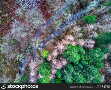 Aerial view of a forest in the recreational area of La Pesanca in Asturias, Spain.  