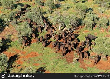 Aerial view of a herd of African or Cape buffaloes (Syncerus caffer), South Africa