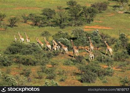 Aerial view of a herd of giraffes  Giraffa camelopardalis  in natural habitat, South Africa 