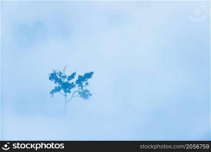 Aerial view of a large tree in the morning mist. A green tree stand alone in a tropical rainforest. Environment, climate change concepts. Soft focus on the tree.