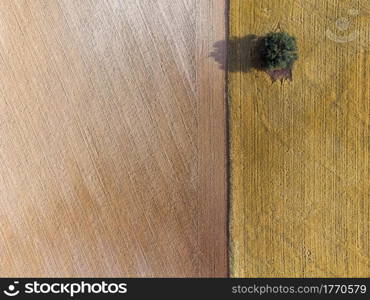 Aerial view of a lonely tree among cereal fields in Castilla La Mancha, Spain.