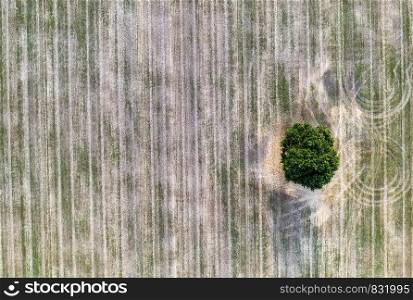 aerial view of a lonely tree in the agricultural field after harvest
