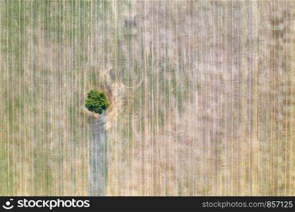 aerial view of a lonely tree in the agricultural field after harvest