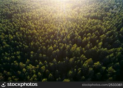 Aerial view of a pine forest at sunset