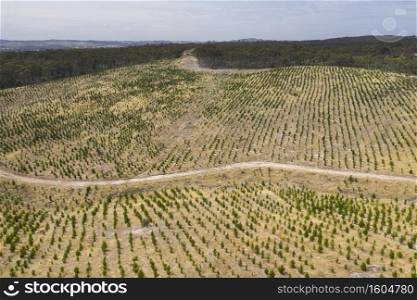Aerial view of a pine tree farm in regional South Australia