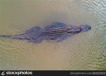 Aerial view of an adult American Alligator in Mobile Bay, Alabama. An adult American Alligator
